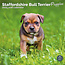 Staffordshire Bull Terrier-Welpen Kalender 2025