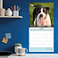 Staffordshire Bull Terrier-Welpen Kalender 2025