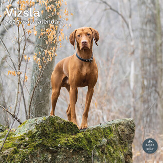 Baker & Bray Calendario Vizsla 2025