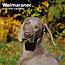 Calendario Weimaraner 2025