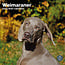 Weimaraner Kalender 2025