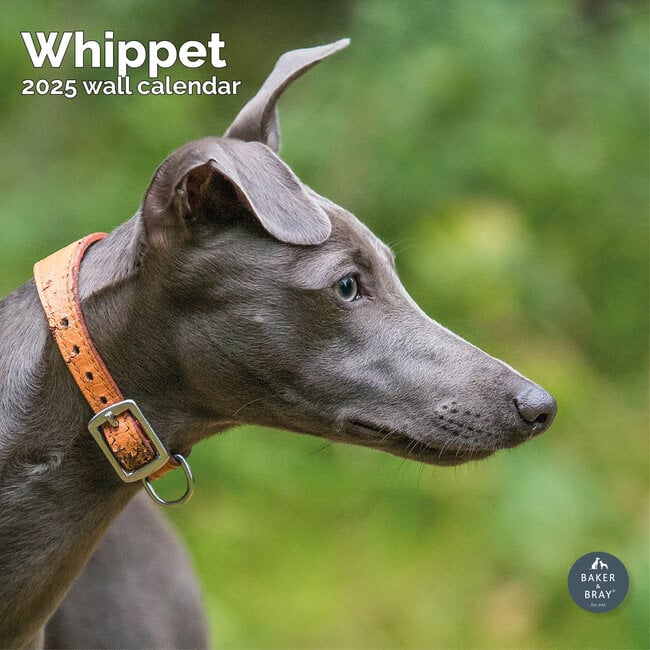 Calendrier Whippet 2025