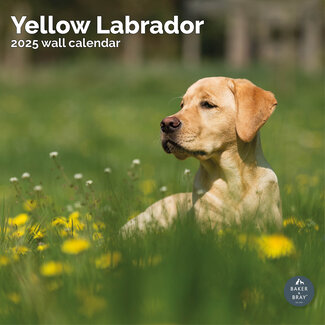 Baker & Bray Calendario del Labrador Retriever biondo 2025