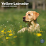 Calendario del Labrador Retriever biondo 2025