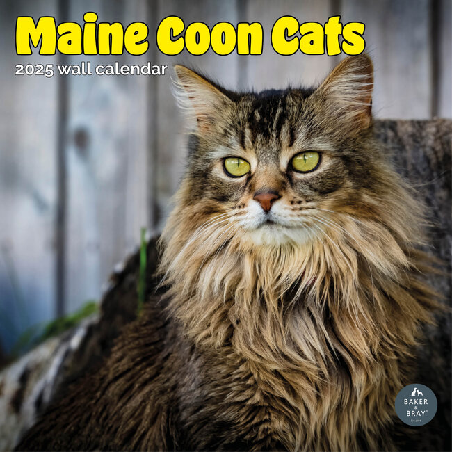 Maine Coon Calendar 2025