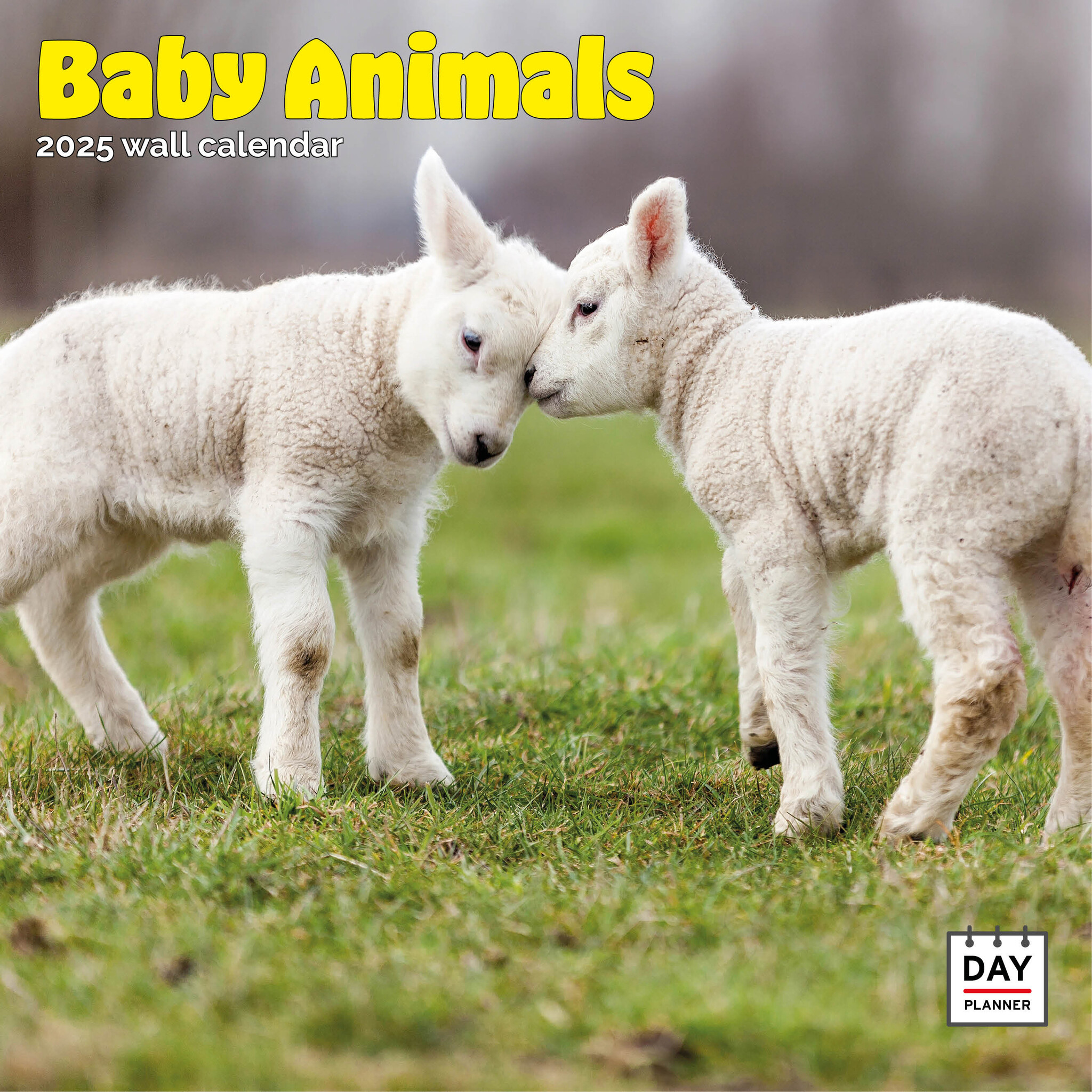 Baby Animals Kalender 2025