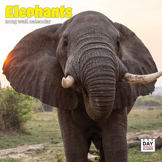 Dayplanner Calendario degli elefanti 2025