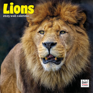 Dayplanner Calendrier Lions 2025