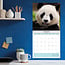 Calendrier Panda 2025