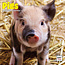 Pig Calendar 2025