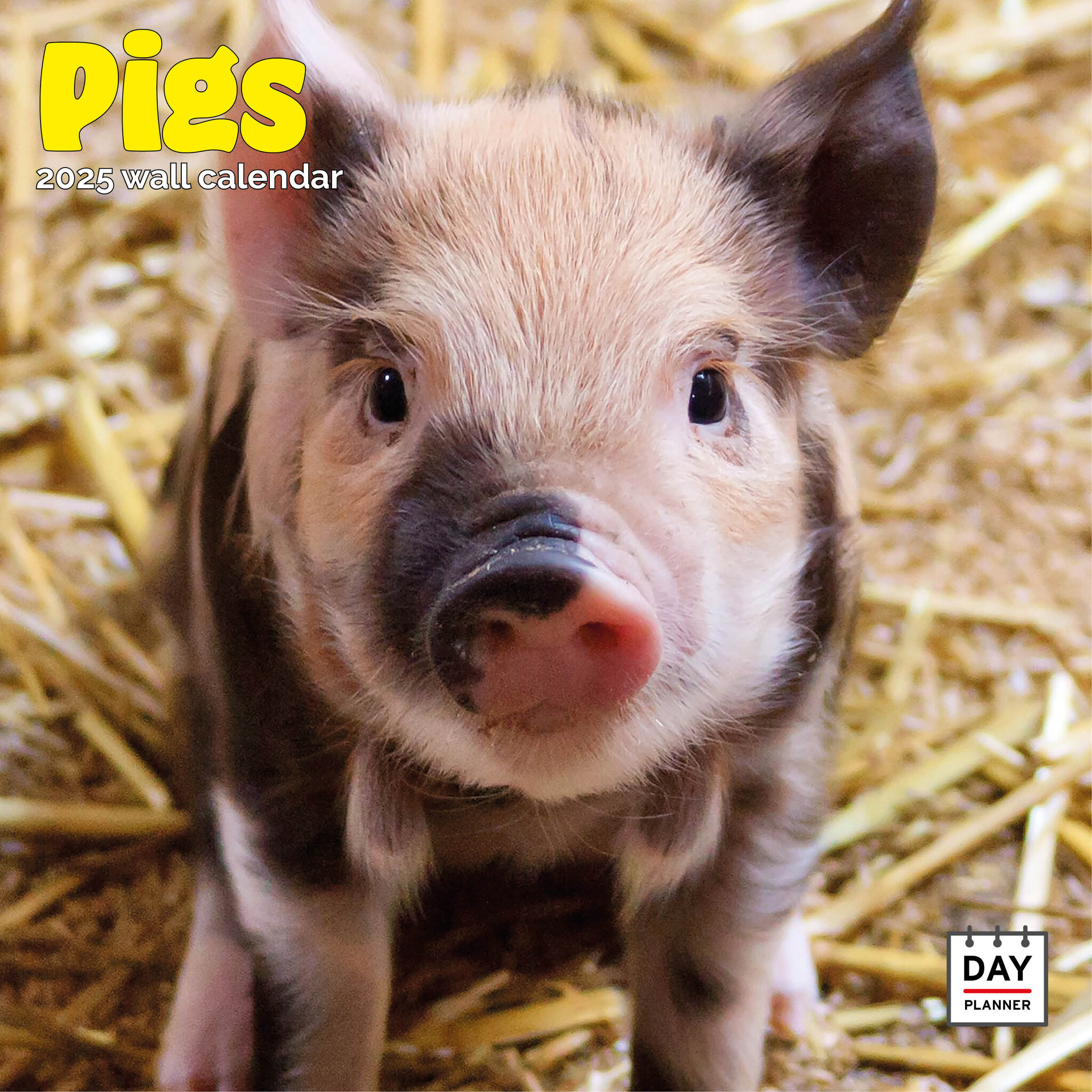 Buy Pig Calendar 2025? Order online quickly and easily Kalenderwinkel.nl