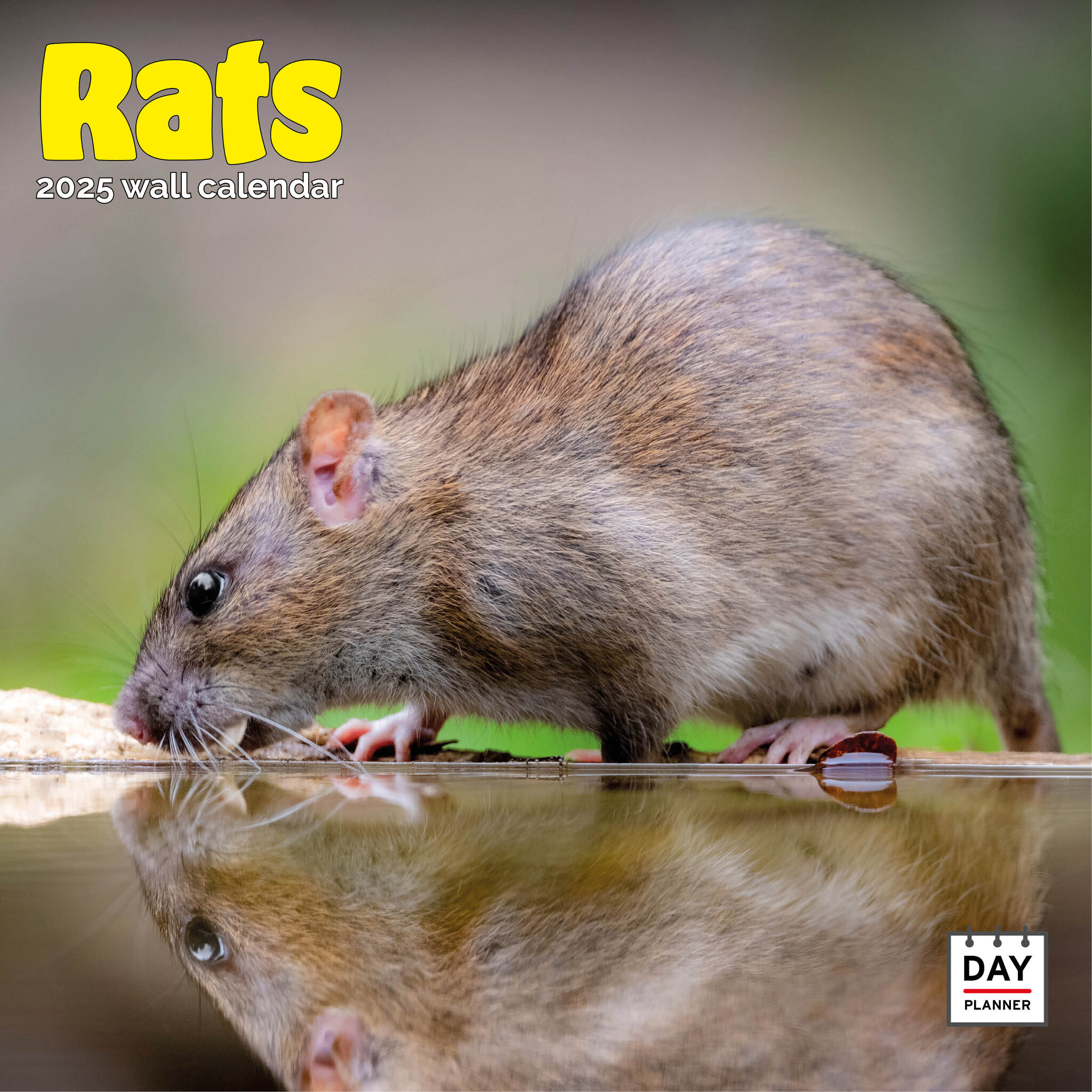 Rats Calendar 2025 Buy with beautiful pictures of the Rats