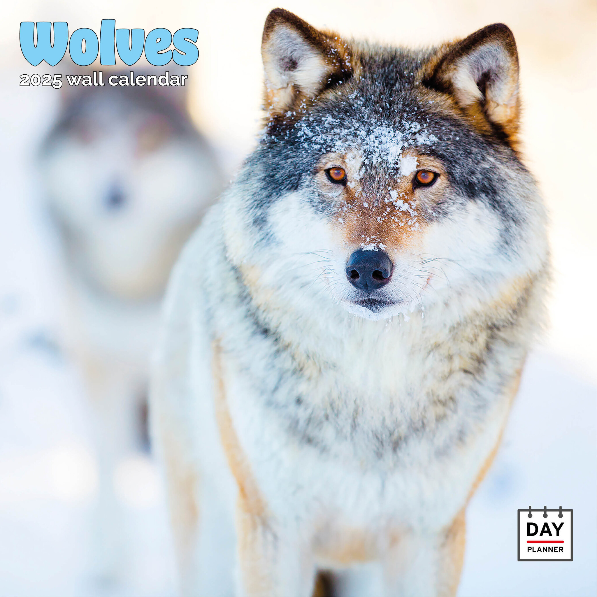 Buying Wolves Calendar 2025 Order online easily and quickly. Kalenderwinkel.nl