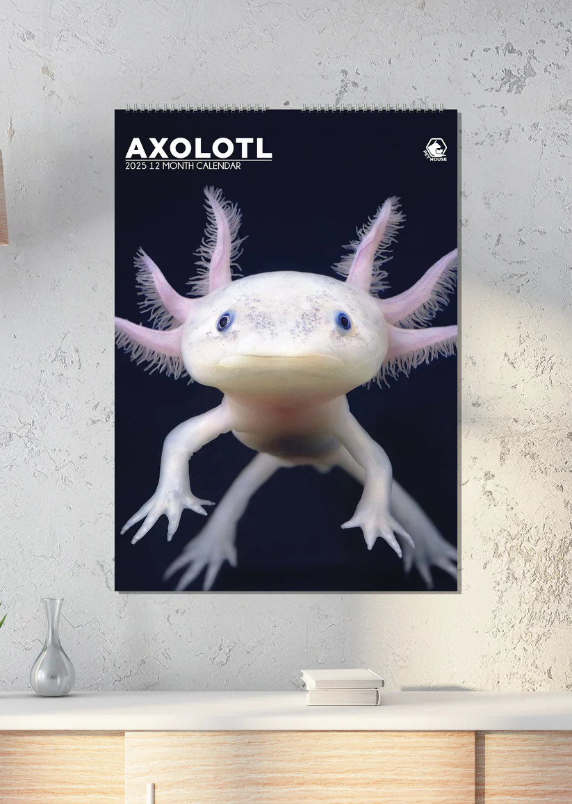 Axolotl A3 Kalender 2025 Kalenderwinkel.nl