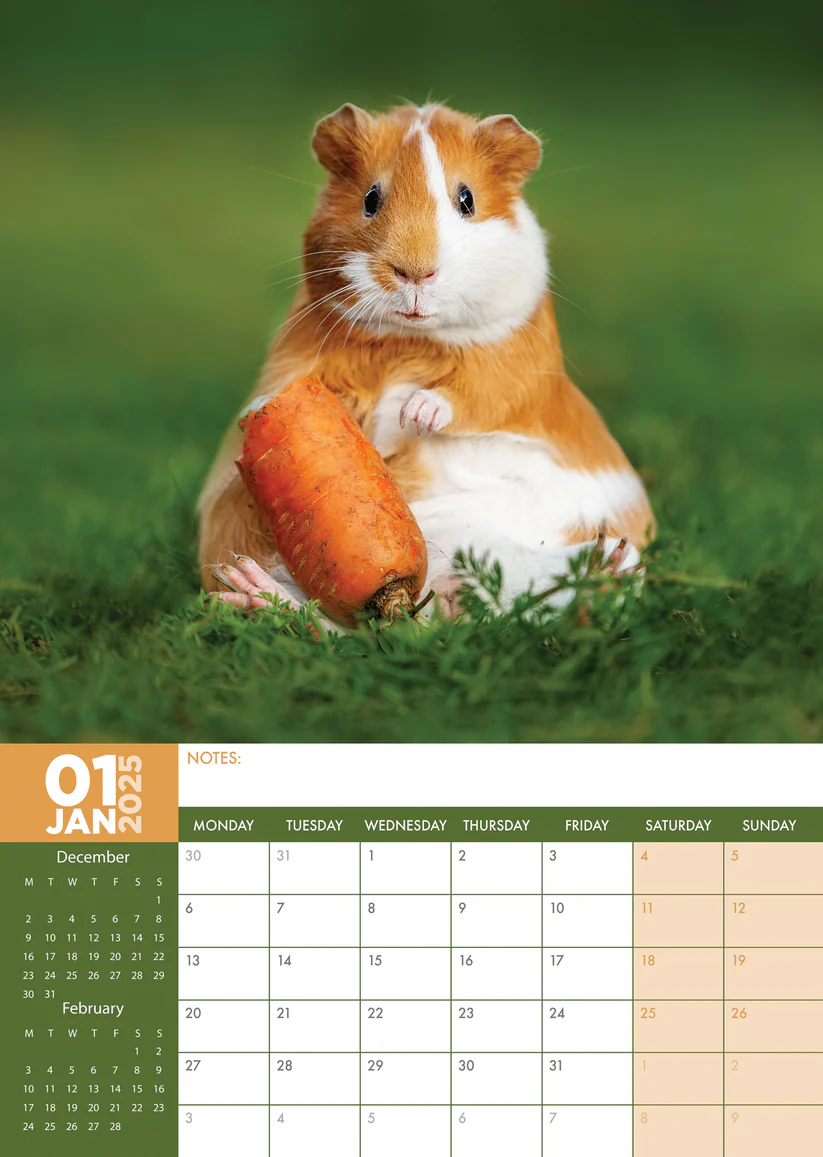 Meerschweinchen A3 Kalender 2025 kaufen? Schnell und einfach online 