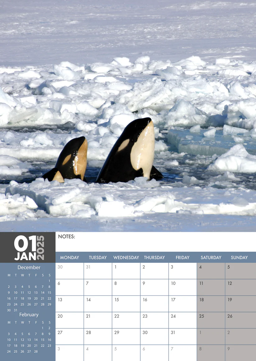 Buying Orcas A3 Calendar 2025? Order online quickly and easily