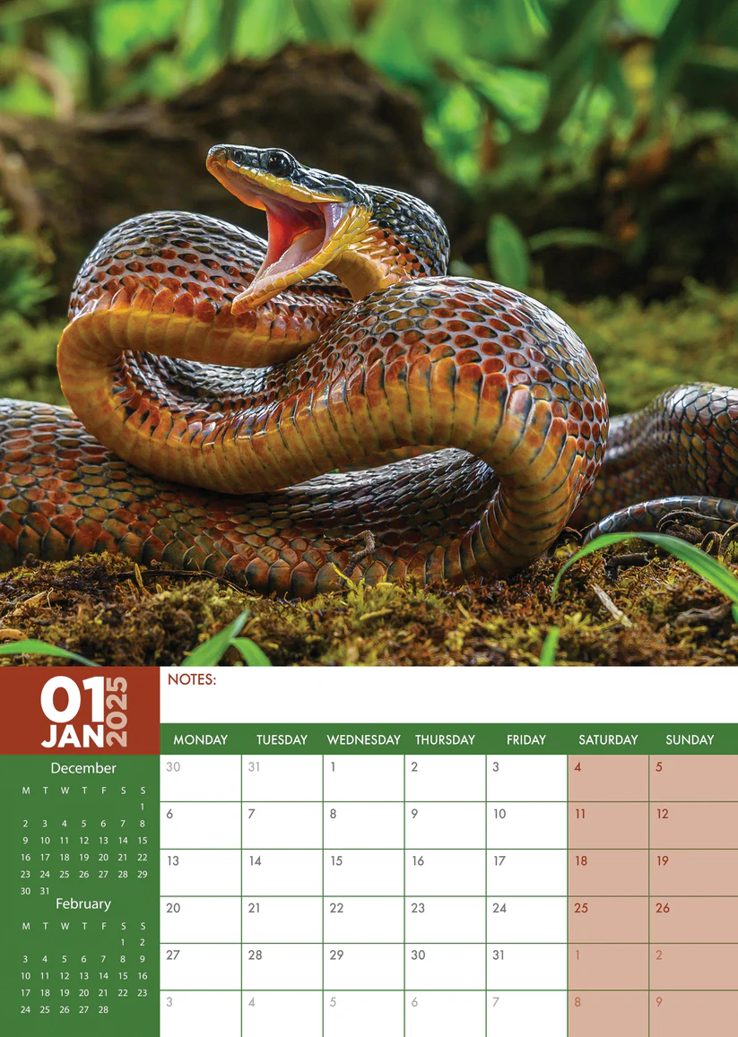 Snakes A3 Calendar 2025 Order easily and quickly Online