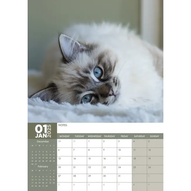 Ragdoll Calendar 2025? Order easily and quickly online. Kalenderwinkel.nl