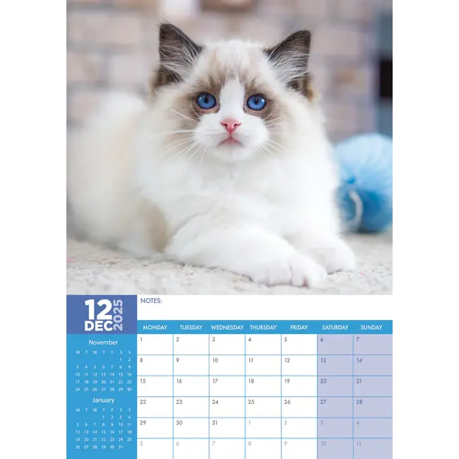 Ragdoll Calendar 2025? Order easily and quickly online. Kalenderwinkel.nl