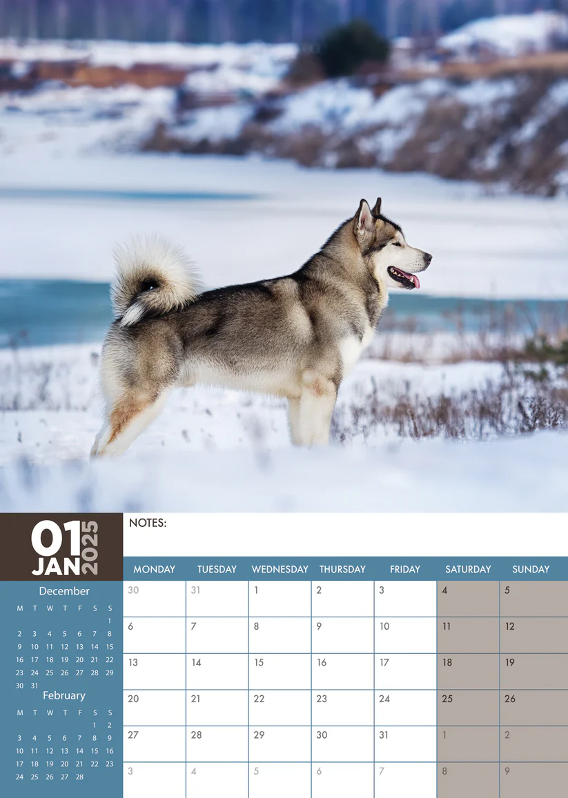 Buy Alaskan Malamute A3 Calendar 2025? Order simple and fast