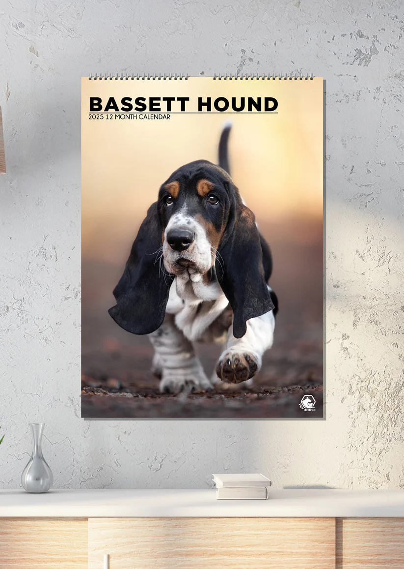Basset Hound A3 Kalender 2025 Kopen Bestel Eenvoudig En Snel Online Basset Hound A3 Kalender 2025