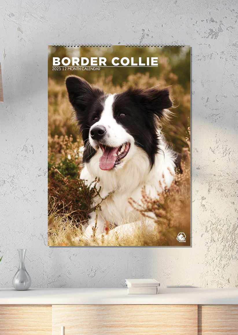 Border Collie Avents Calendriers 2025,calendrier De L'Avent