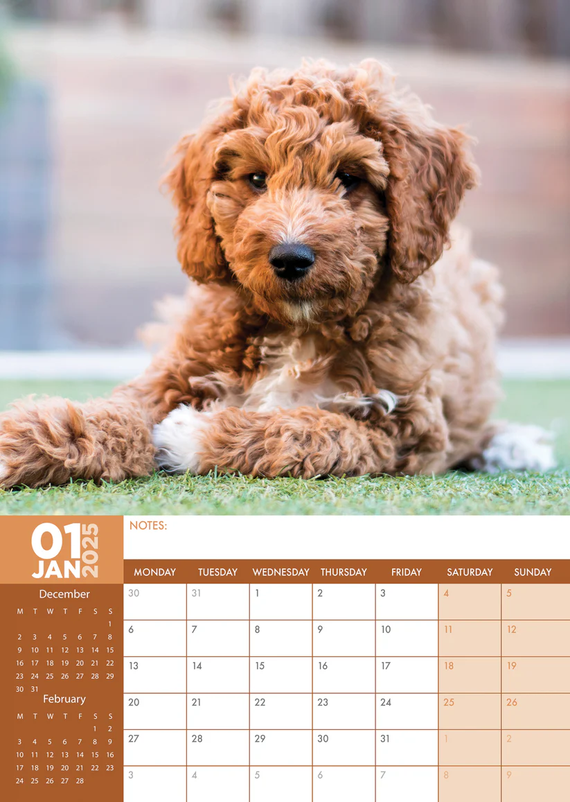 Goldendoodle A3 Kalender 2025 Kopen? Bestel eenvoudig en snel Online