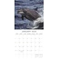 Dolphin Calendar 2025