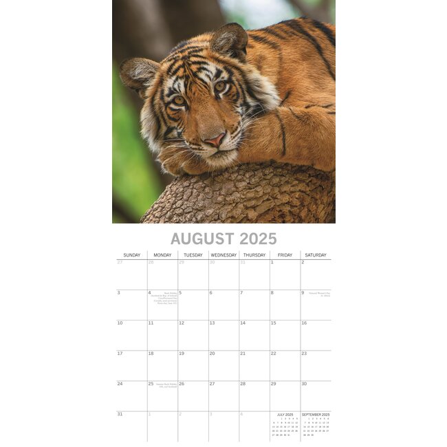 Buying Tiger Calendar 2025 Order easily online Kalenderwinkel.nl