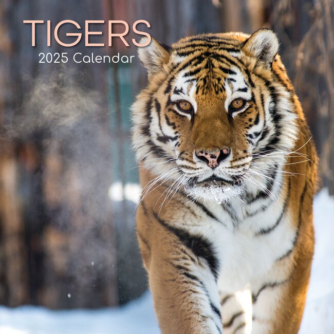 The Gifted Stationary Tiger Calendar 2025
