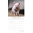 Pig Calendar 2025