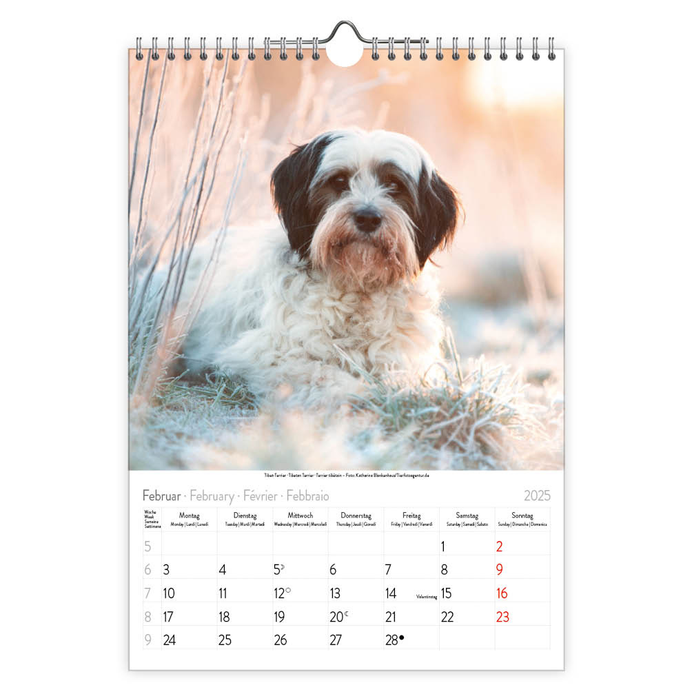 Honden Kalender 2025 Kopen? Bestel eenvoudig Online Kalenderwinkel.nl