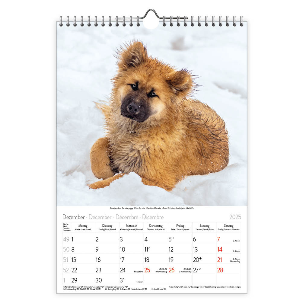 Honden Kalender 2025 Kopen? Bestel eenvoudig Online Kalenderwinkel.nl