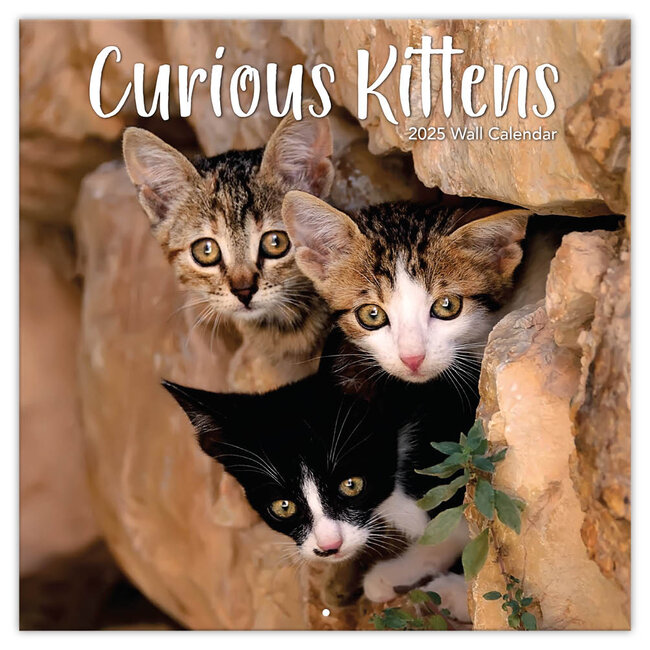 Curious Kittens Calendar 2025 TL Turner
