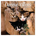 TL Turner Curious Kittens Kalender 2025