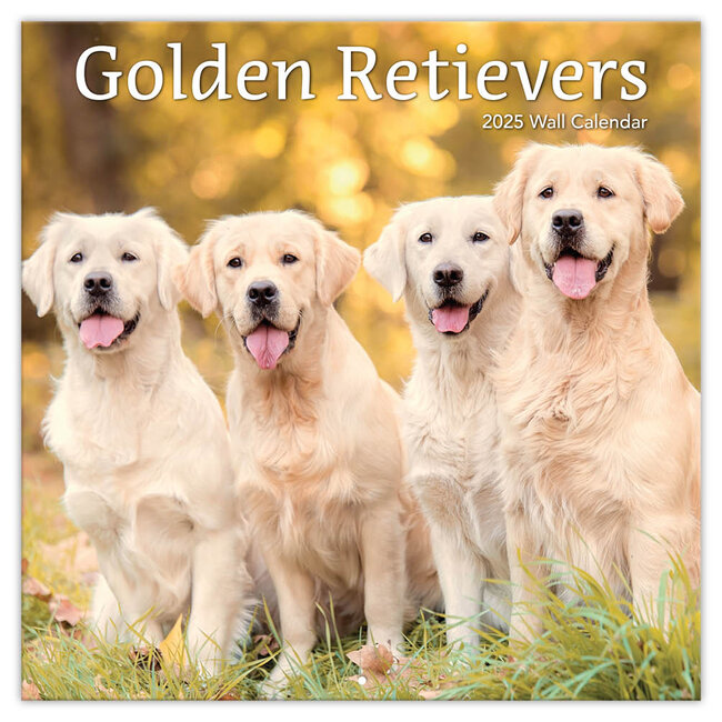 Calendrier Golden Retriever 2025