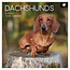 The Gifted Stationary Dachshund-Kalender 2025