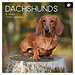 The Gifted Stationary Dachshund-Kalender 2025