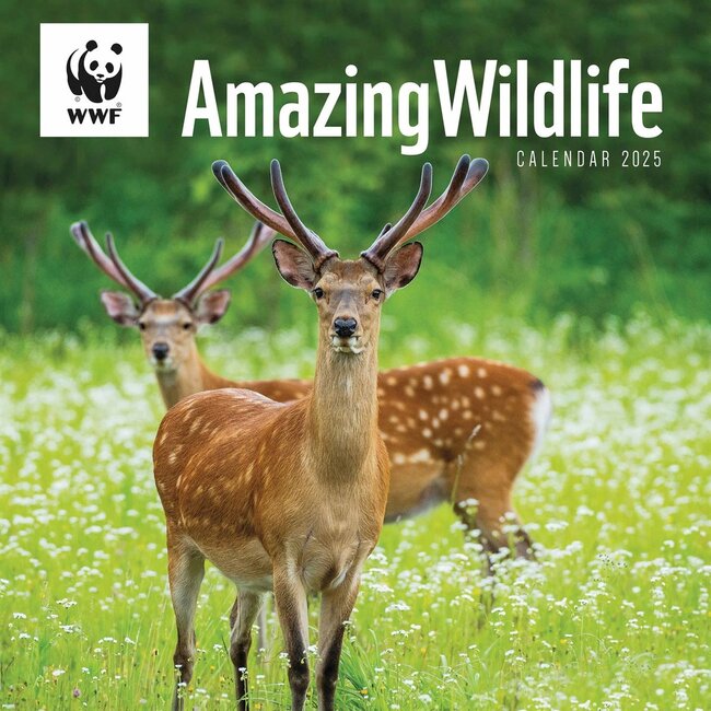 WWF Amazing Wildlife Calendar 2025