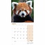 Red Panda Calendar 2025