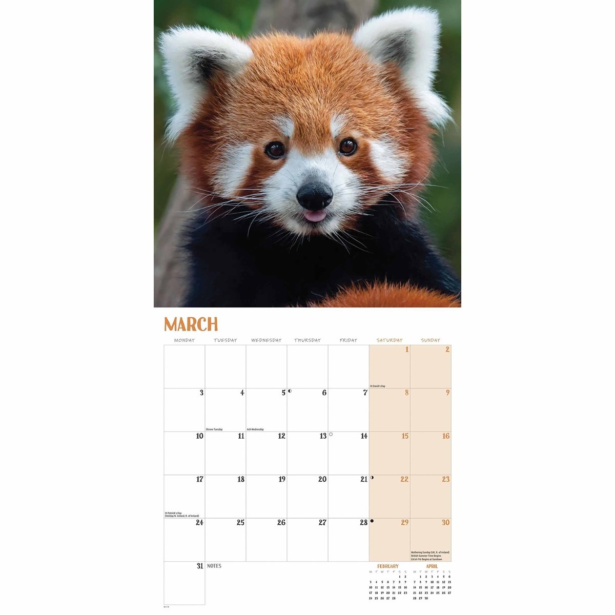 Buying Red Panda Calendar 2025 simply order online Kalenderwinkel.nl