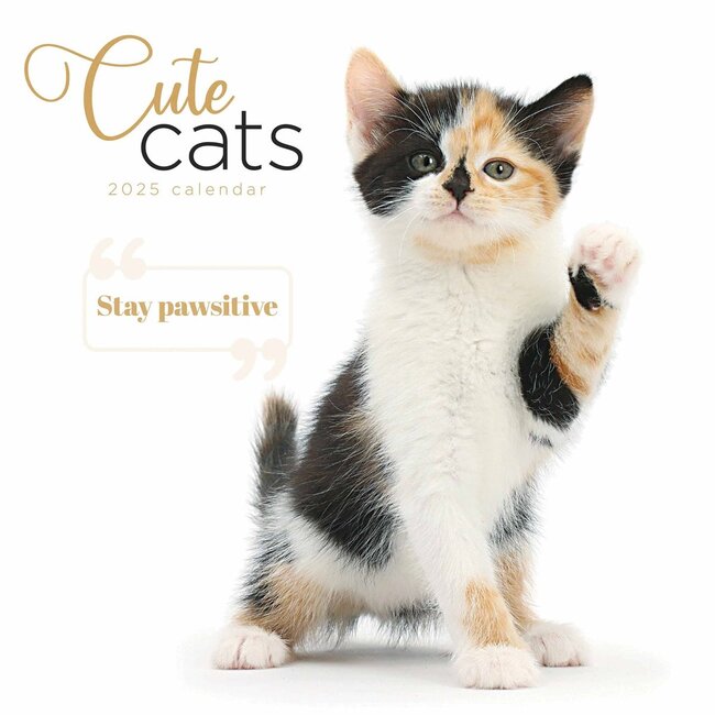 CarouselCalendars Cute Cats Calendar 2025