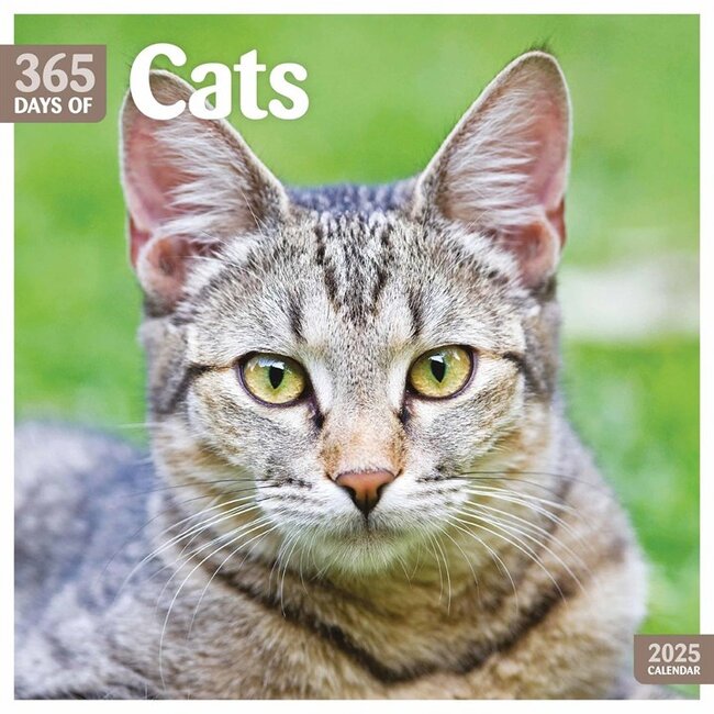 CarouselCalendars Calendario de 365 días para gatos 2025