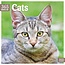 365 Day Cat Calendar 2025