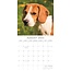 Calendario Beagle 2025