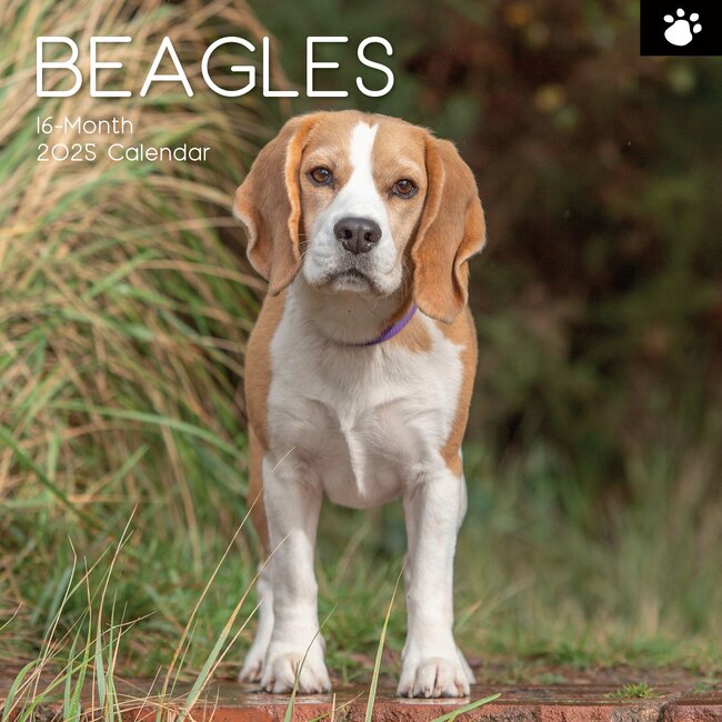 Beagle Kalender 2025