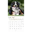 Calendario del cane da montagna bernese 2025