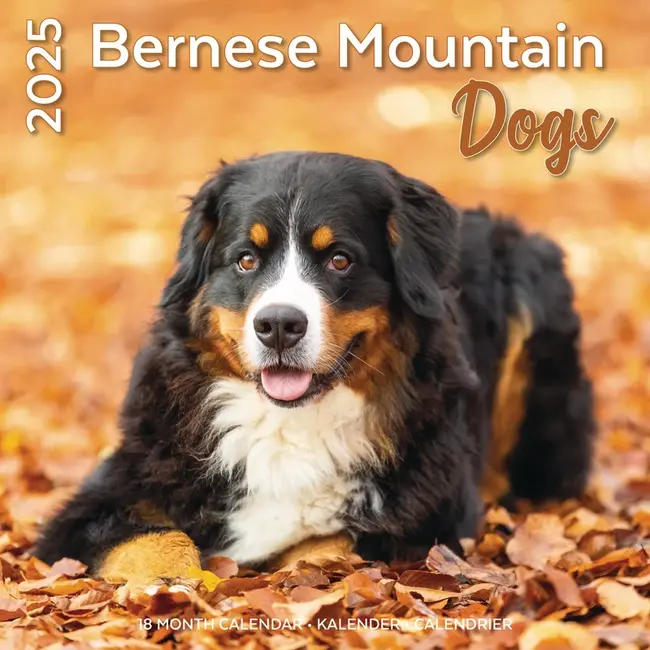 Calendario del cane da montagna bernese 2025