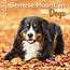 Calendario del cane da montagna bernese 2025