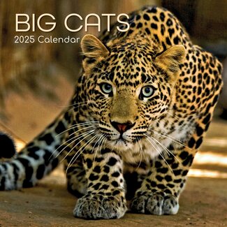 The Gifted Stationary Big Cats Kalender 2025